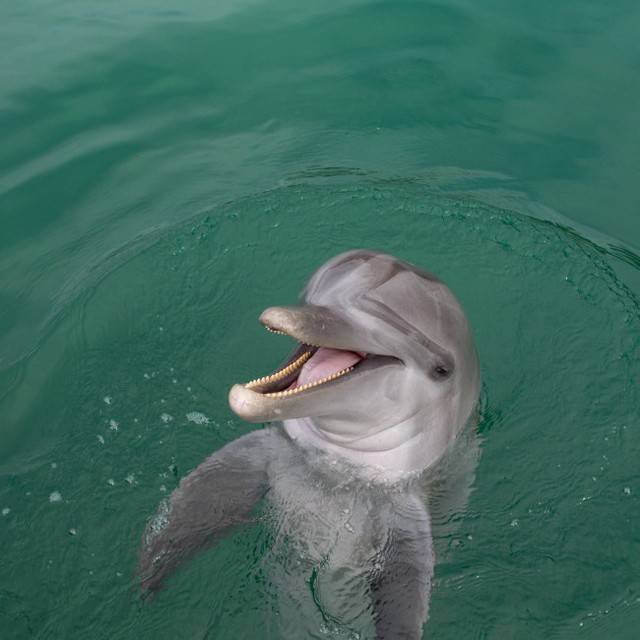 座礁したイルカ、アルツハイマー型認知症の可能性