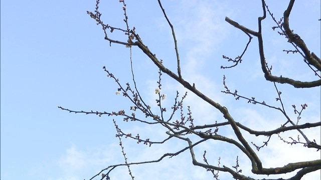 栗林公園の梅の標本木