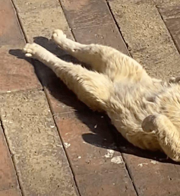 「えっ？」思わず二度見したという光景とは（提供：@nyan_ploさん）