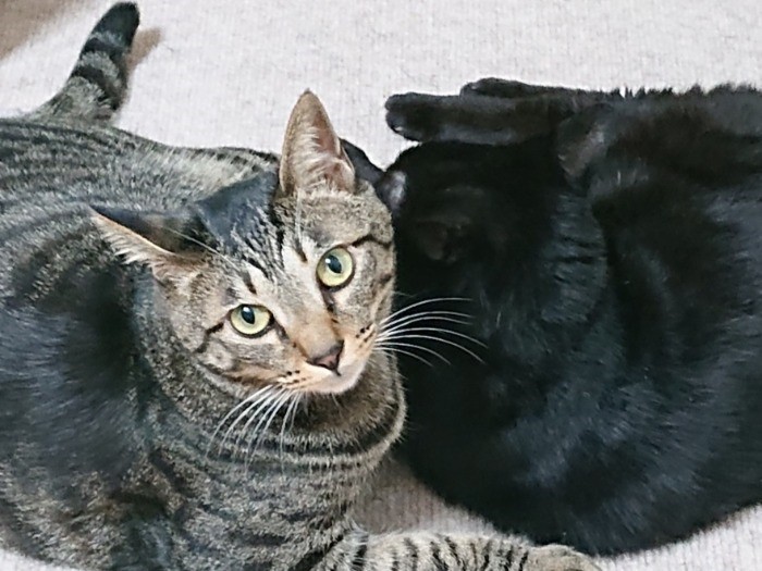 いいや、イヌオはちょっと弱くなったから、強いオレが守る