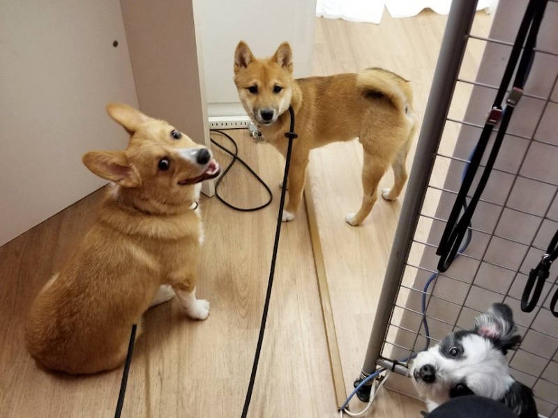 親友になった柴犬くんと。UGに来なければ出会えなかった２匹（UG DOGS提供）