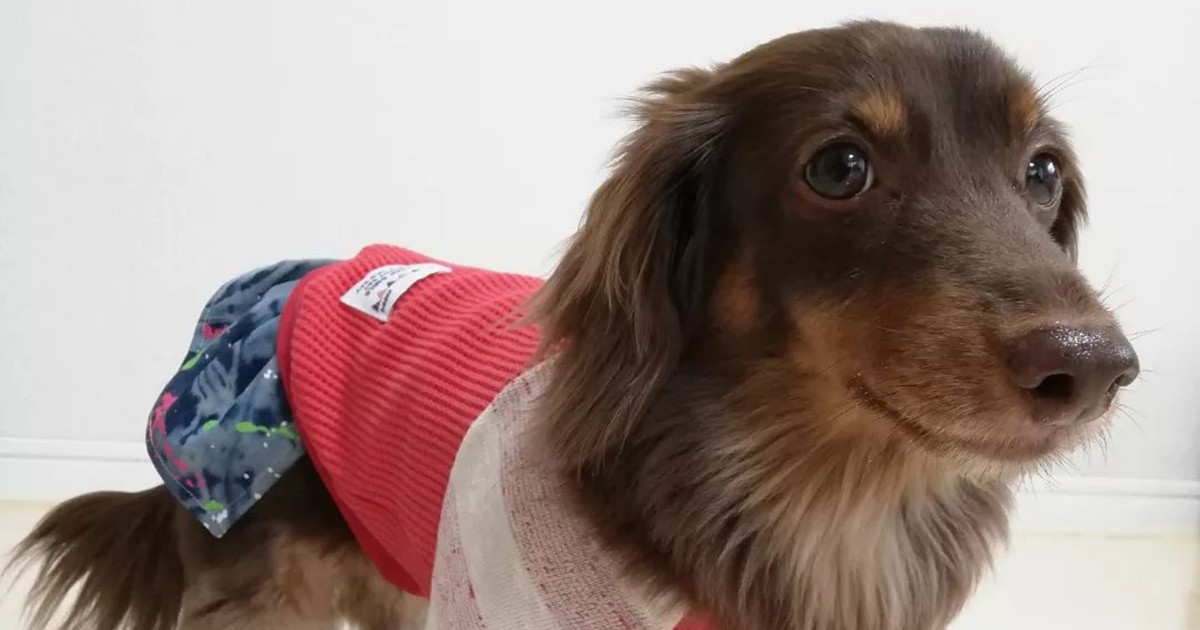 ダックスの「EIN（アイン）」 ハンドメイドの洋服を着て自宅で