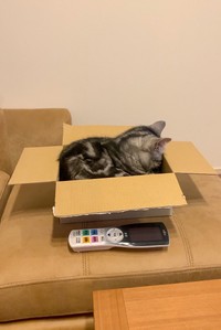 この寝方にふさわしいネーミングは？