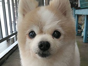 トリミング、おつかれさま！　15歳のポメラニアン「ルーシー」