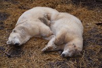 どっちが大きい？母ユキとフブキ＝2022年 男鹿水族館GAO提供