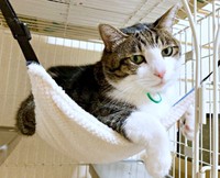 ハンモックでのんびりくつろぐふくくん（画像提供：とこもさん）