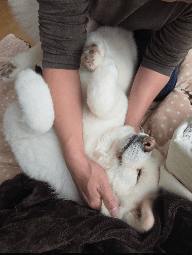 たくさんの愛情をもらって暮らしました（飼い主さん提供）