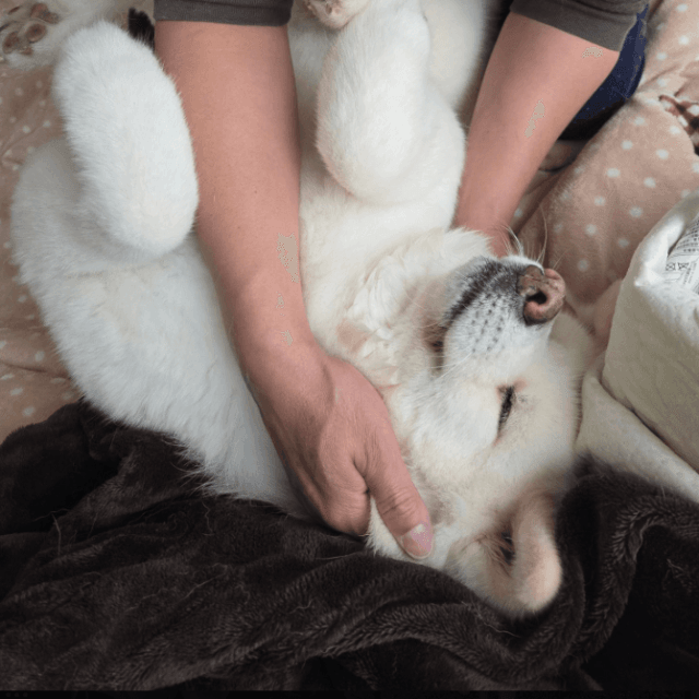 たくさんの愛情をもらって暮らしました（飼い主さん提供）
