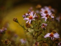 一人でいることと孤独の違いが理解できた。不器用な私の進む道