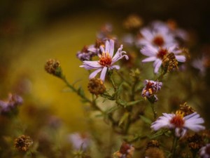 一人でいることと孤独の違いが理解できた。不器用な私の進む道