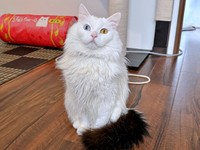 尻尾だけ色違いなところも話題になったベニまるくん（画像提供：ねこみ白書さん）