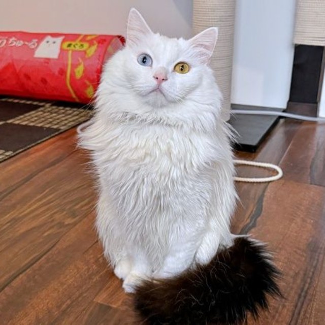 尻尾だけ色違いなところも話題になったベニまるくん（画像提供：ねこみ白書さん）