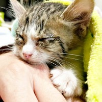 結膜炎など体調不良だったテトくん（画像提供：たちつてとさん）