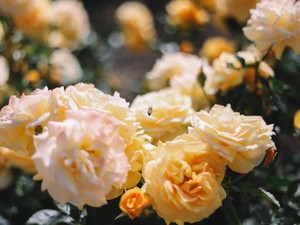 私を変えた「シーユー！」新しい母との出会い