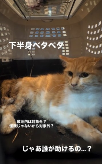 無事に保護された猫さん（「ねころび」さん提供、Instagramよりキャプチャ撮影）