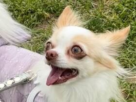 お出かけが楽しくて思わずニッコリ　ファッショナブルなチワワ「みるく」