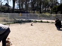 ベンチのほうへ避難するポメちゃん（画像提供：ﾅ゛さん）