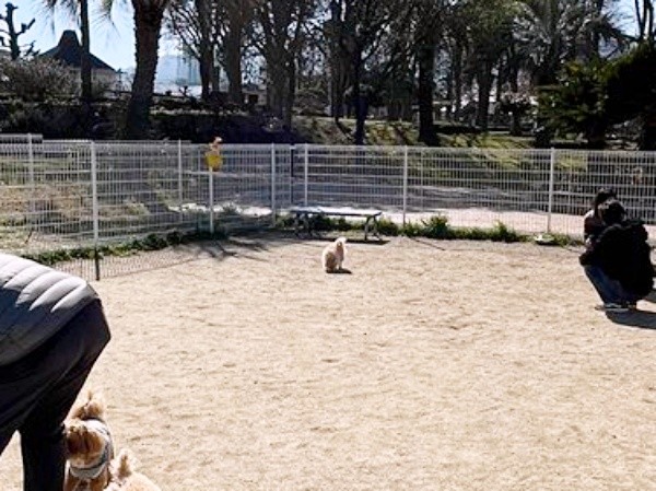 ベンチのほうへ避難するポメちゃん（画像提供：ﾅ゛さん）