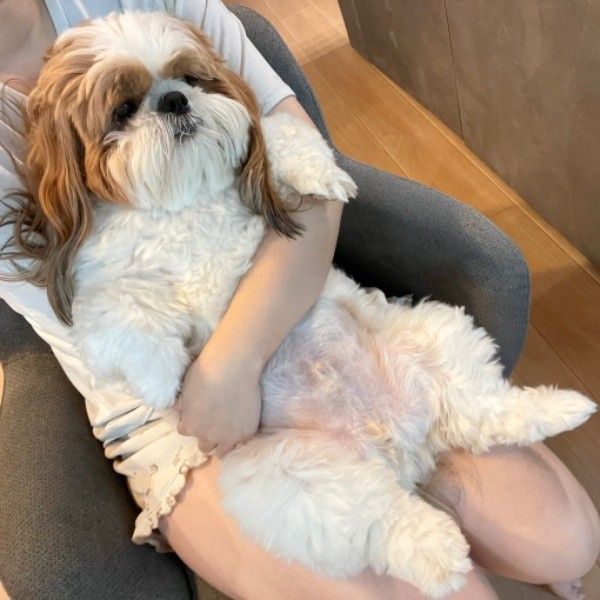 雷が怖いーーママの膝上で安心するぽこちゃん（画像提供：ぽこさん）