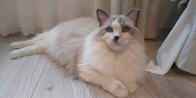 大人猫ならではの落ち着きも魅力