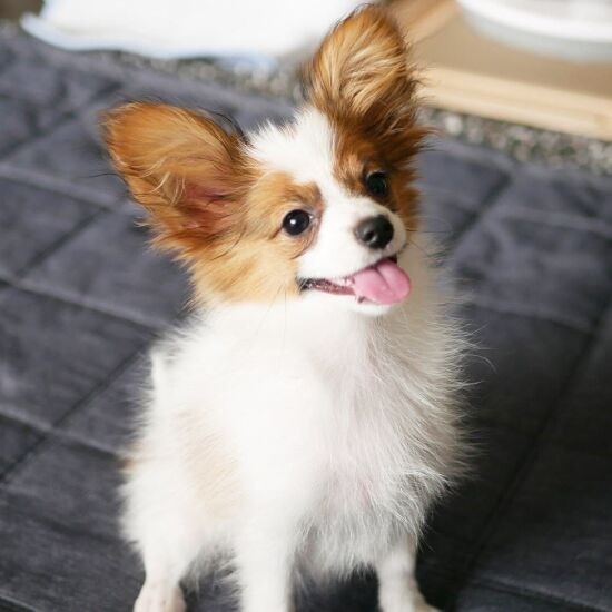 家にきたころの「エナ」