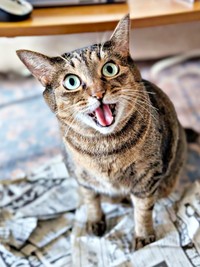 朝一番に報告！ 新聞紙をやっつけたかまどちゃん（画像提供：たまご@猫とごはんさん）