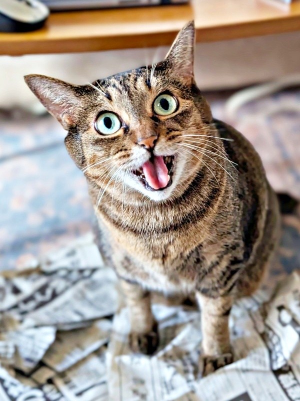 朝一番に報告！ 新聞紙をやっつけたかまどちゃん（画像提供：たまご@猫とごはんさん）