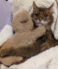 生前好きだった、ぬいぐるみとのツーショット