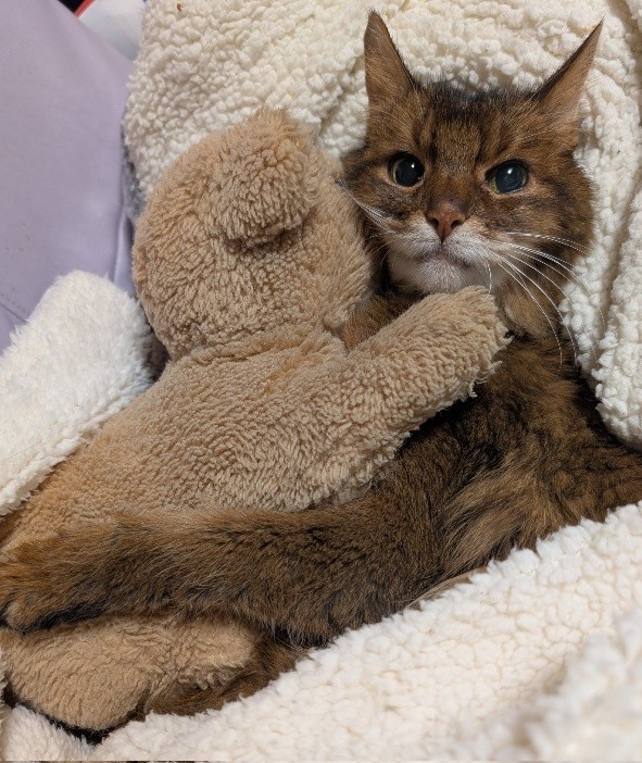 生前好きだった、ぬいぐるみとのツーショット