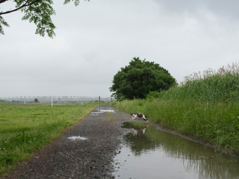 『俳句ねこ』（夏）　ホーム社提供