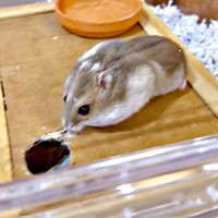 おやつで頬がパンパンになったはむきちくん。このあと衝撃の展開に（画像提供：まんまるハム日和さん）