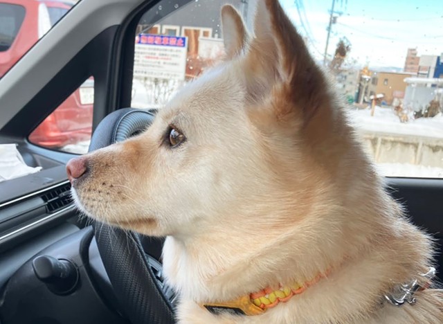 コハクちゃんは車の外に出ていった旦那さんをジッと見つめていました