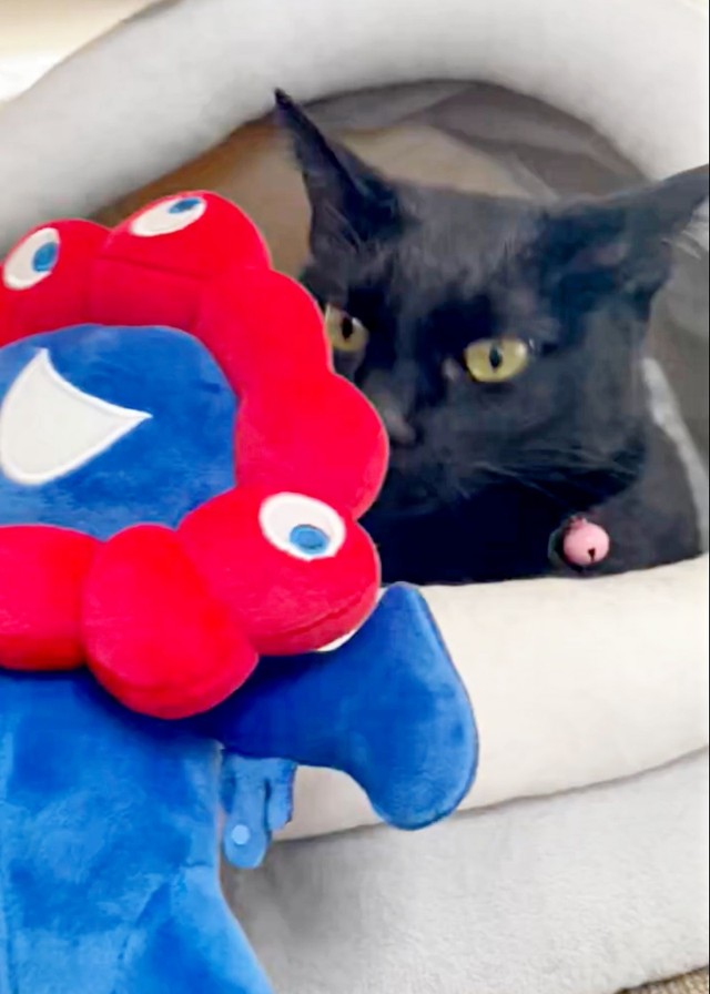 2025年日本国際博覧会の公式キャラクター『ミャクミャク』のぬいぐるみをくんくんするYoちゃん（画像提供：黒猫Yoちゃん（3にゃん）さん）