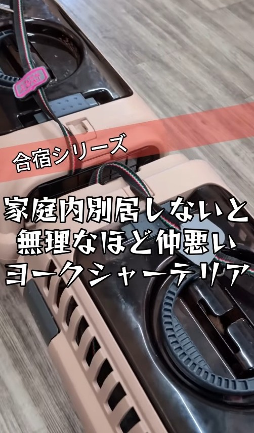 顔を合わせるたび本気で噛み合うほど仲が悪くなってしまった2匹のヨークシャーテリア（「犬と人の学校NOLE」提供、Instagramよりキャプチャ撮影）