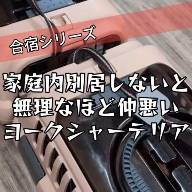 顔を合わせるたび本気で噛み合うほど仲が悪くなってしまった2匹のヨークシャーテリア（「犬と人の学校NOLE」提供、Instagramよりキャプチャ撮影）
