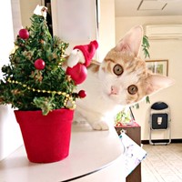 子猫時代のきなこちゃん_クリスマスツリーからひょっこり！（画像提供：きなこさん）