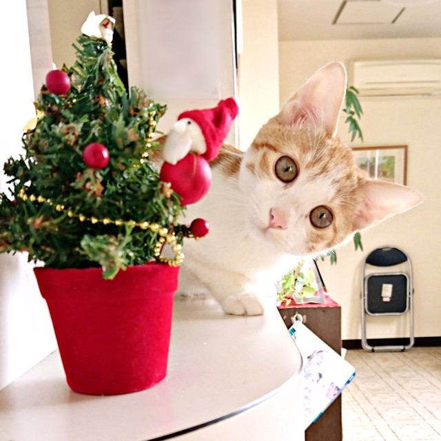 子猫時代のきなこちゃん_クリスマスツリーからひょっこり！（画像提供：きなこさん）