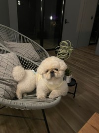 「話を聞く時は真剣なスタイル」なのだそう！？（画像提供：ペキニーズのぱるくん）