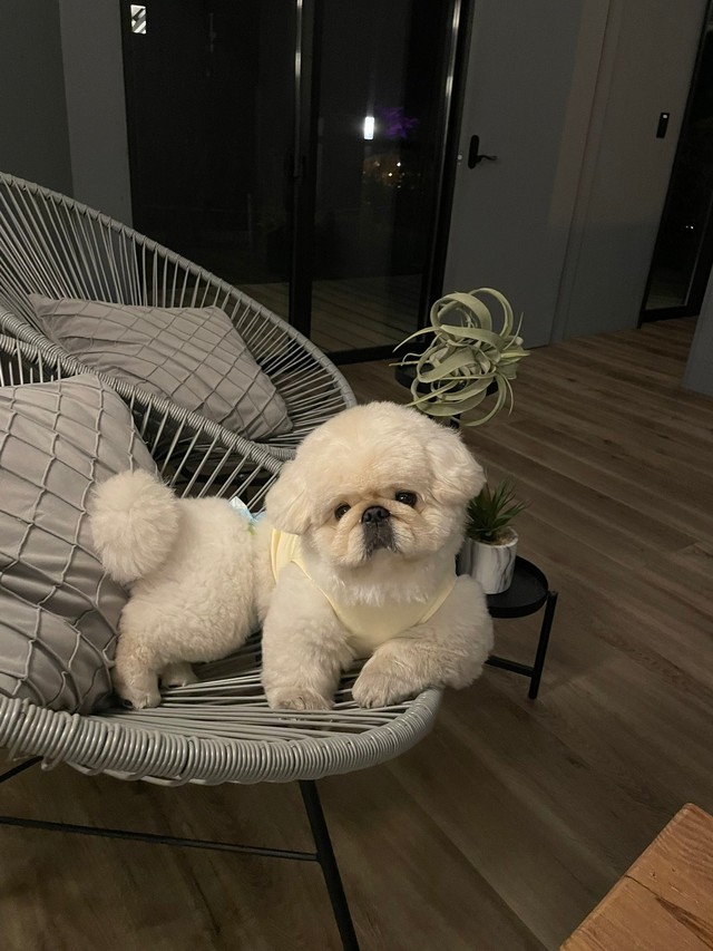 「話を聞く時は真剣なスタイル」なのだそう！？（画像提供：ペキニーズのぱるくん）