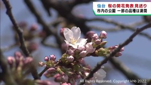 仙台市の桜は早ければ８日に開花発表か　桜前線が宮城県内を北上中