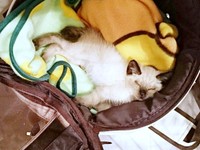 お迎え時は、生後1.5カ月と小さかったルシウスくん（画像提供：だぬ彦さん）