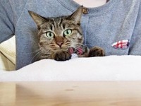 飼い主さんと一緒にコタツに入るランちゃん（画像提供：みぃさん）