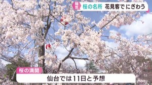 宮城県は穏やかな陽気　桜の名所にぎわう　白石城・西公園　仙台では１１日満開予想