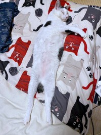 へそ天になって眠るしょうたくん（画像提供：きよダブシャインさん）