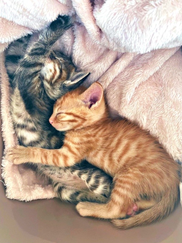 きょうだい一緒に飼い主さん宅に迎えられた（左から）めろちゃん、ちゃろくん（画像提供：meruさん）