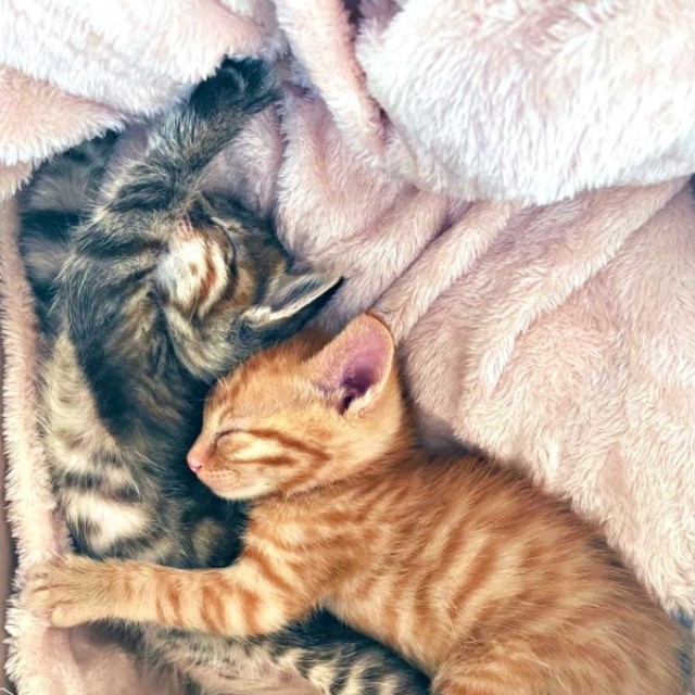 きょうだい一緒に飼い主さん宅に迎えられた（左から）めろちゃん、ちゃろくん（画像提供：meruさん）