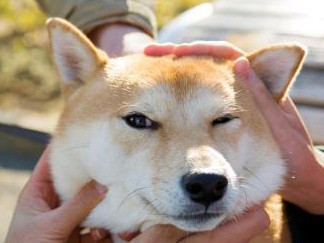 柴犬など日本犬の自立心を活かして、相棒のような関係に