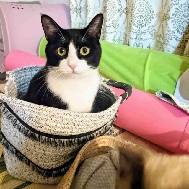 省エネモードで遊ぶというもちちゃん。おもちゃが来るのを待っている。