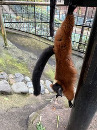 後肢でぶらさがるアカエリマキキツネザル