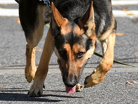 「嘱託警察犬」審査会に11匹が挑む　「要請あれば協力したい」